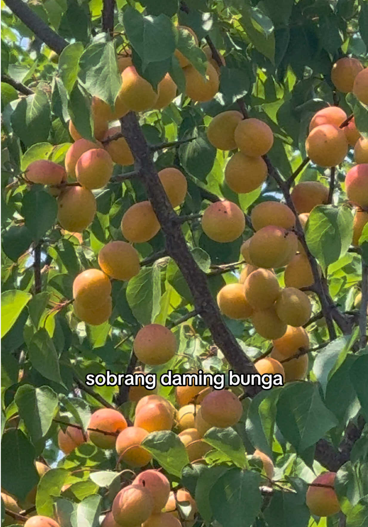 @PinayMandarin