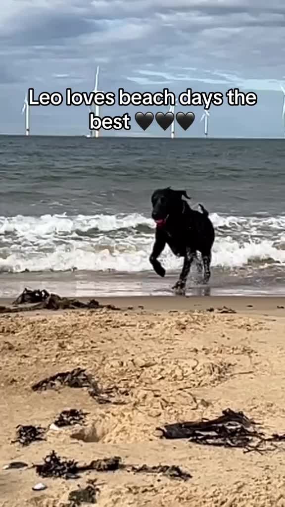 @Leo