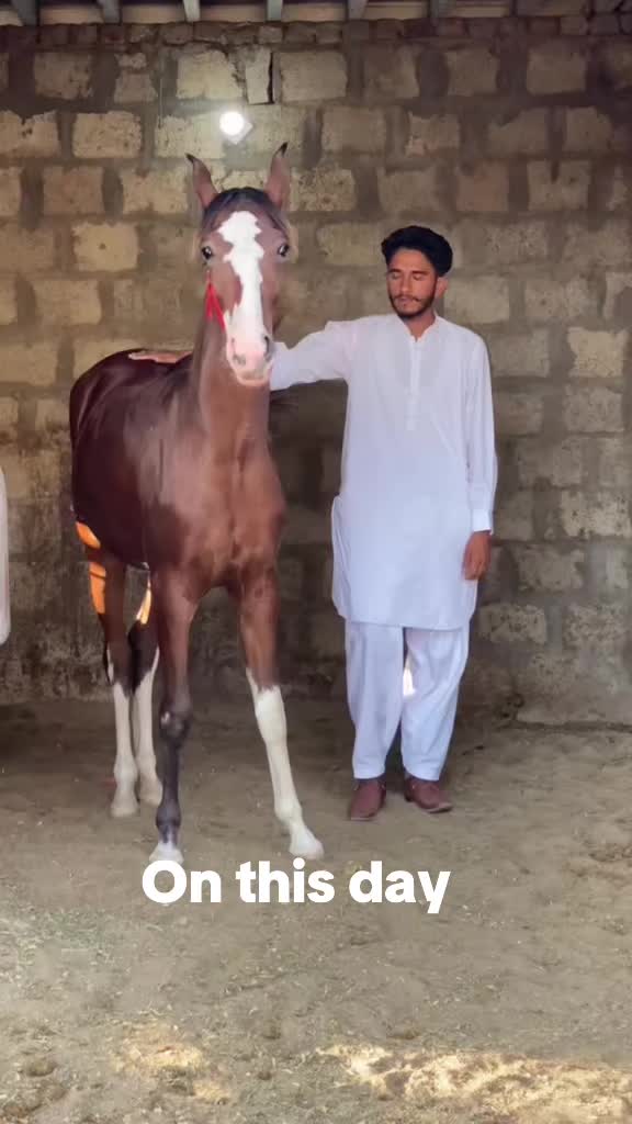 @Ch Hammad bokan ♥️🐎