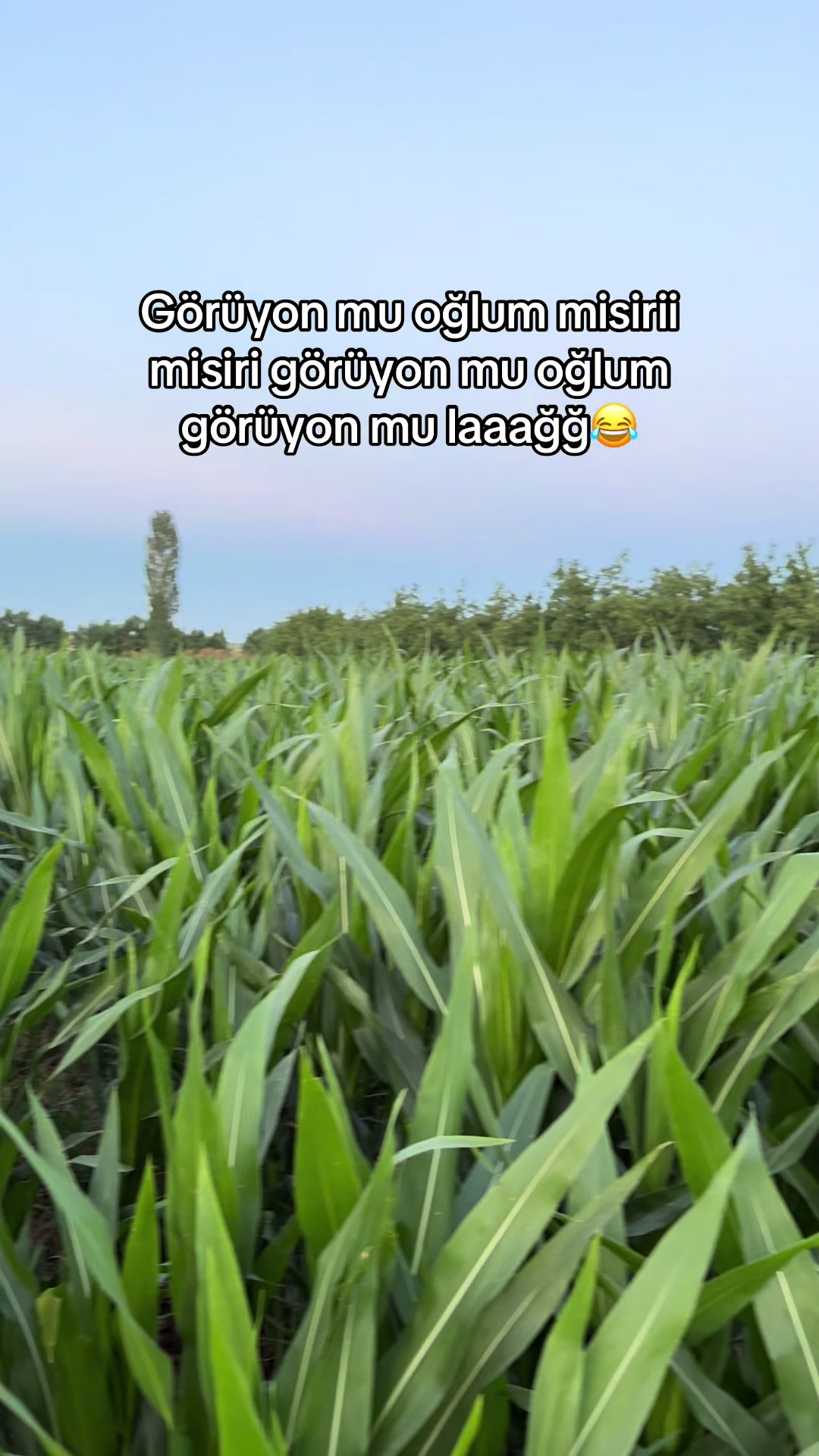 @gozde