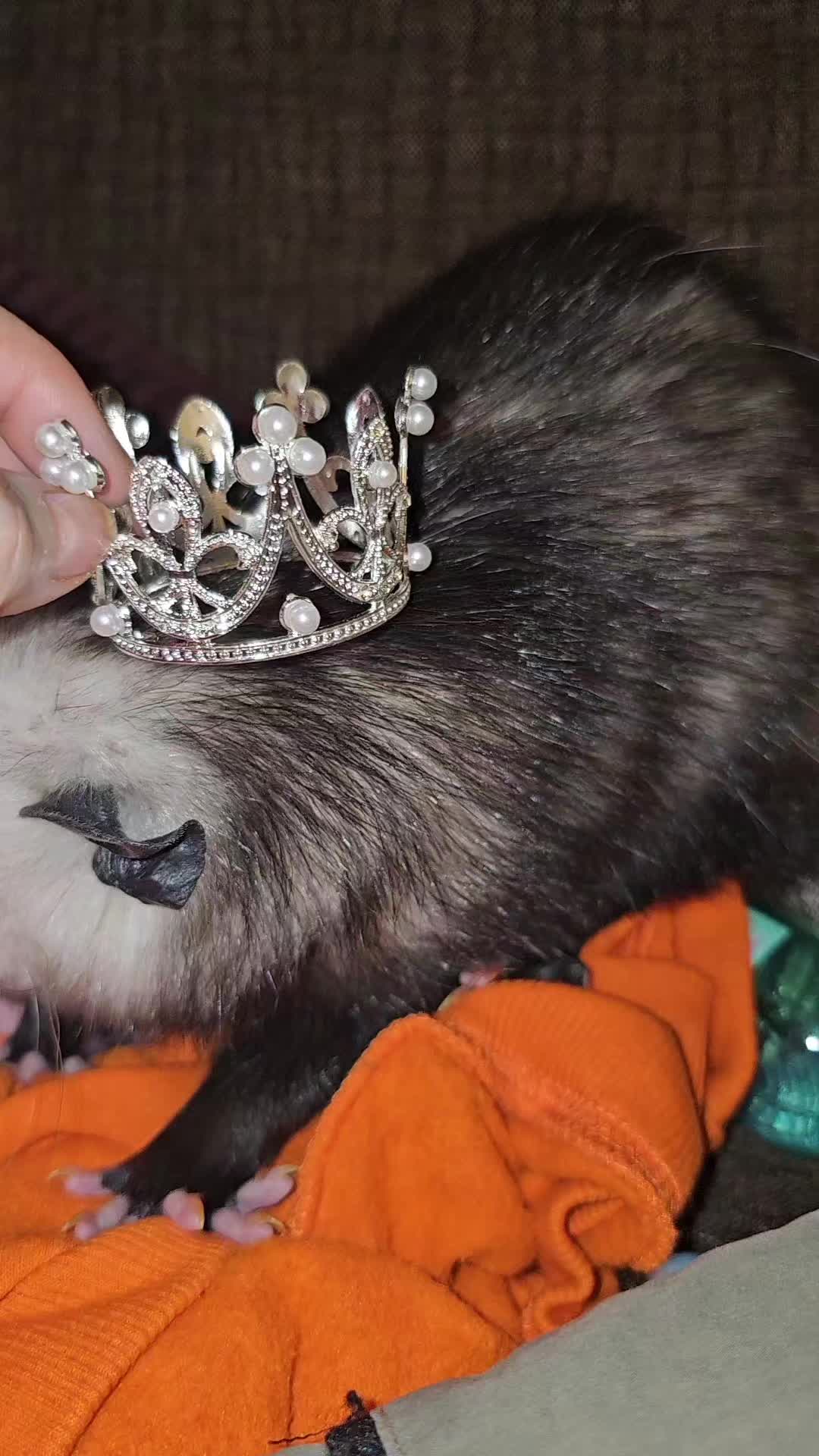 @OPOSSUMDAWGMOM