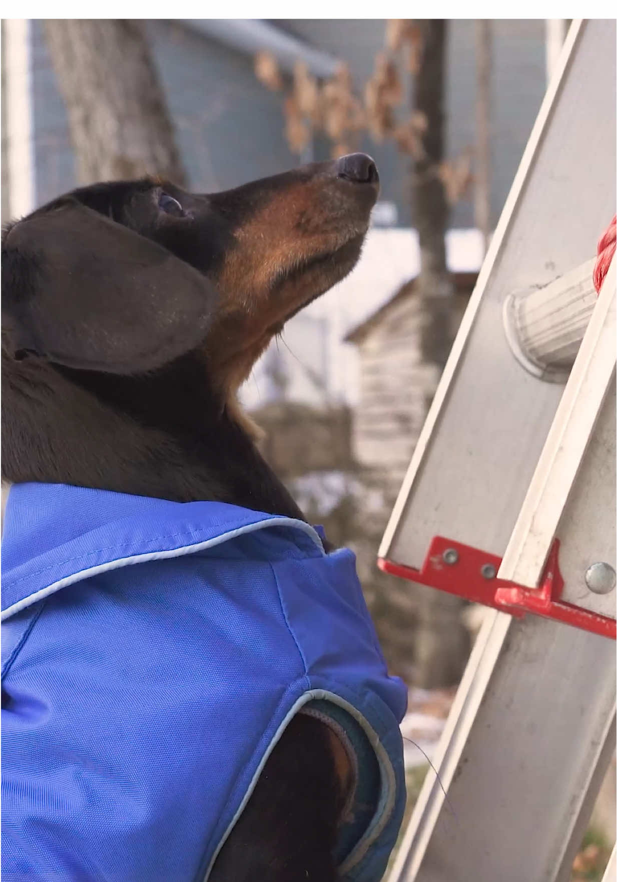 @Crusoe the Dachshund