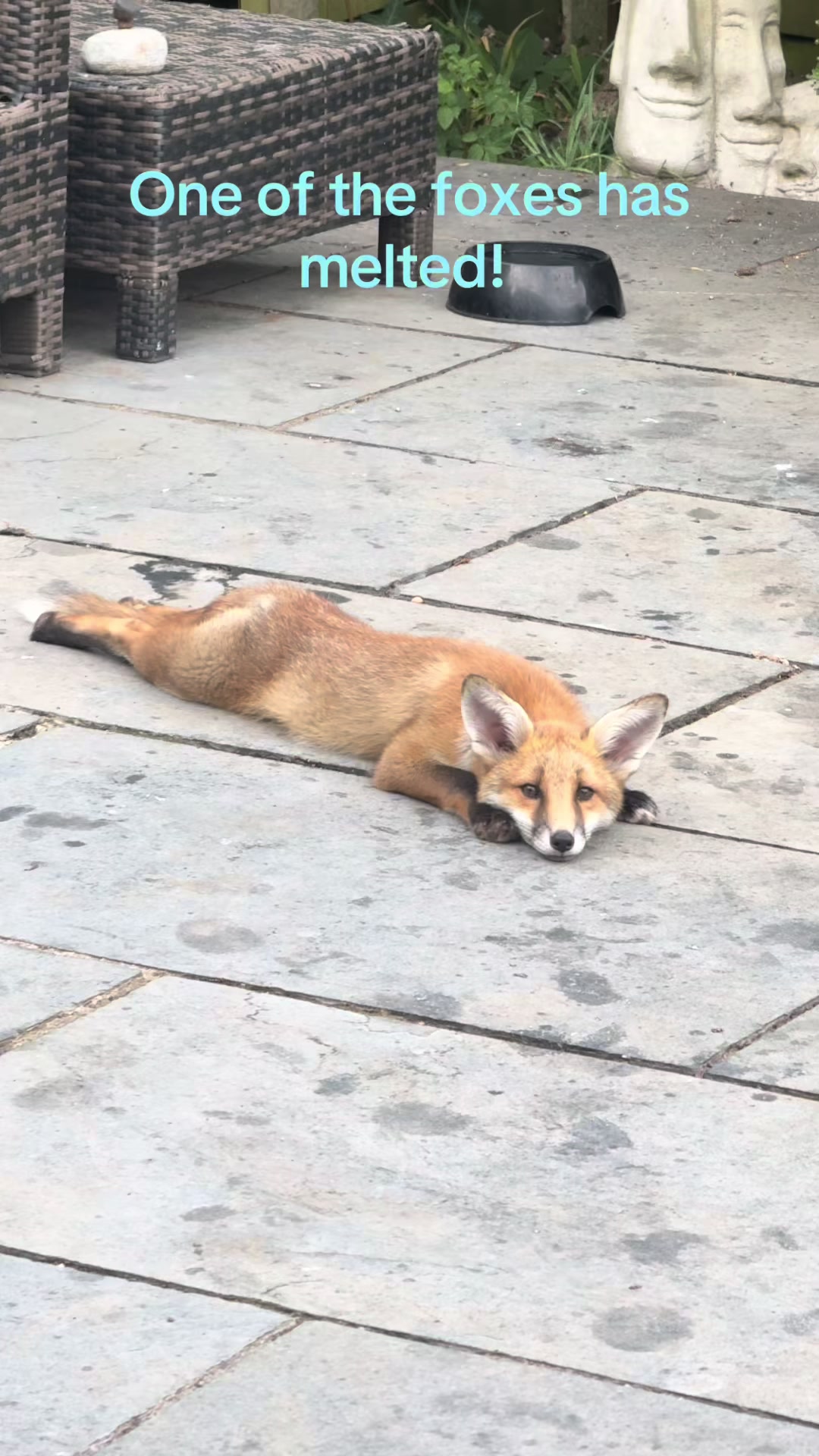 @gp_wildlife