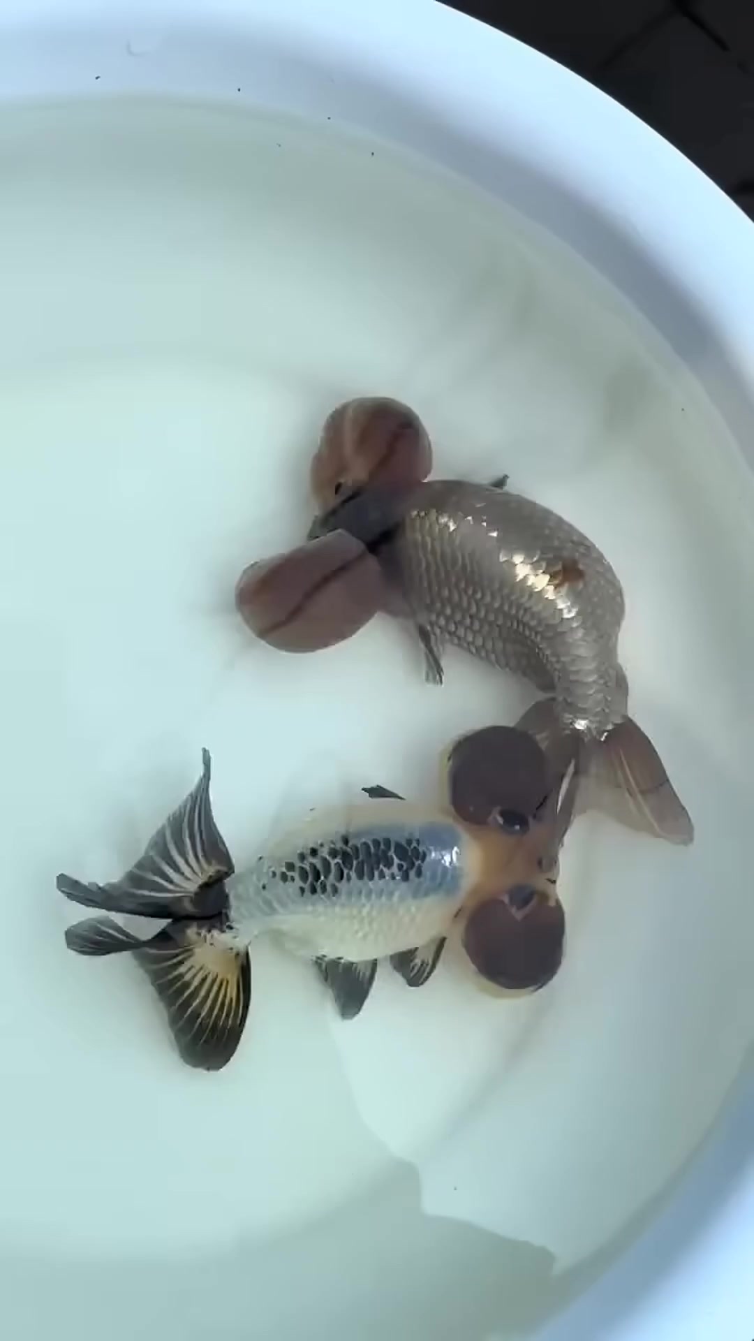 @𝕂𝕚𝕟𝕘 𝔾𝕠𝕝𝕕𝕗𝕚𝕤𝕙 3