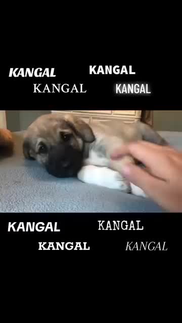 @Ultimate Puppies