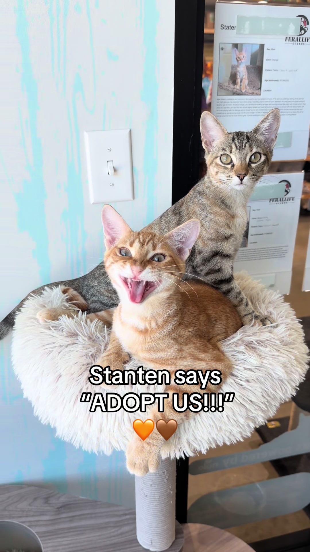 @🐾 Tracy & Katie 🐾