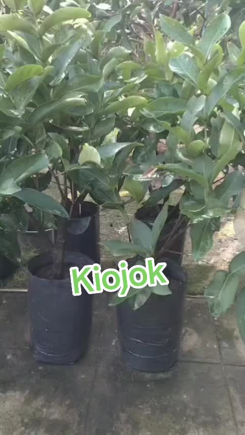 @Bibit khusus samarinda