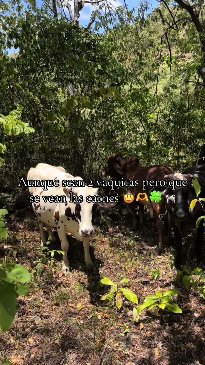 @Rony Zavala