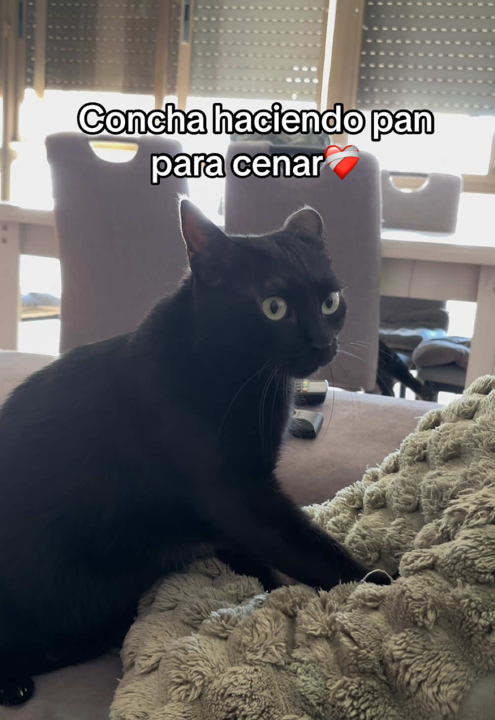 @BlackCatsMatter