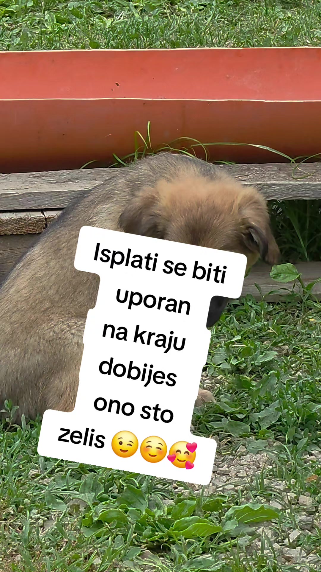 @Thedoogfather