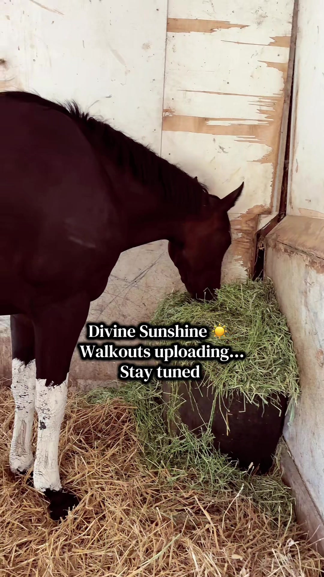 @Danigurl🦮🏇🌅