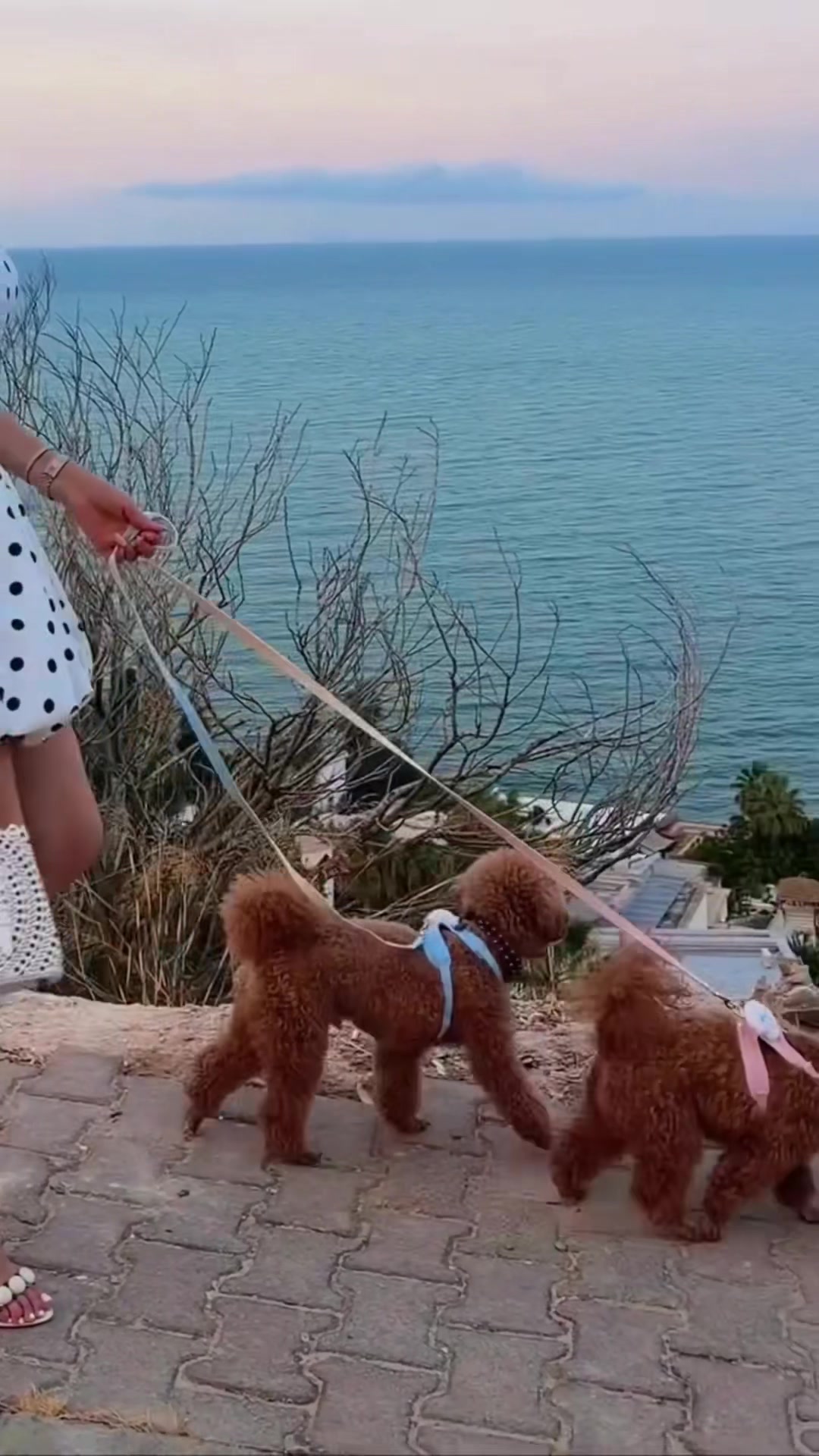 @🪷𝓛𝓸𝓼𝓽 𝓛𝓸𝓽𝓾𝓼 💒 लिका