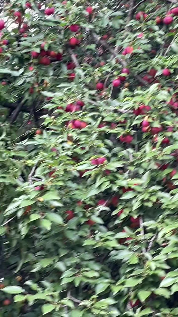 @v..kalimashi4