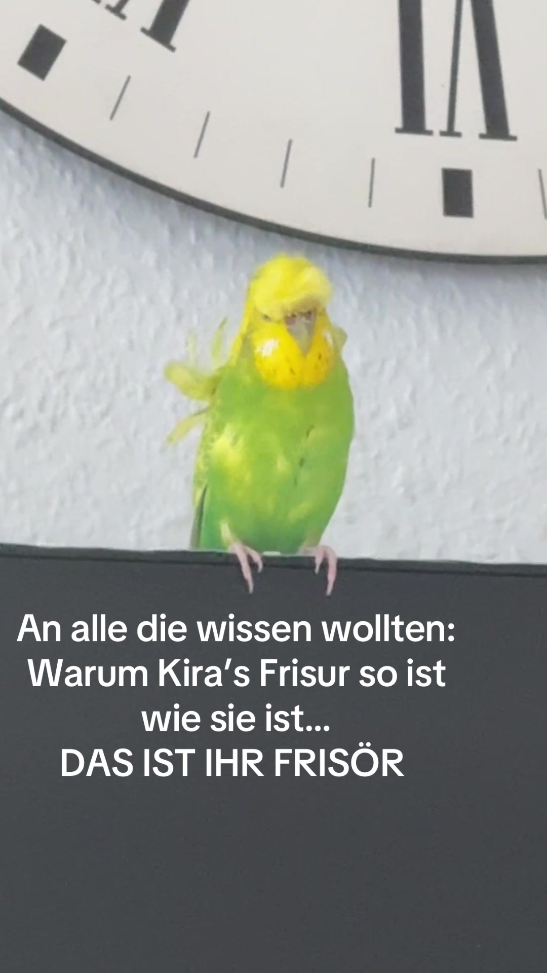 @kata_birdy