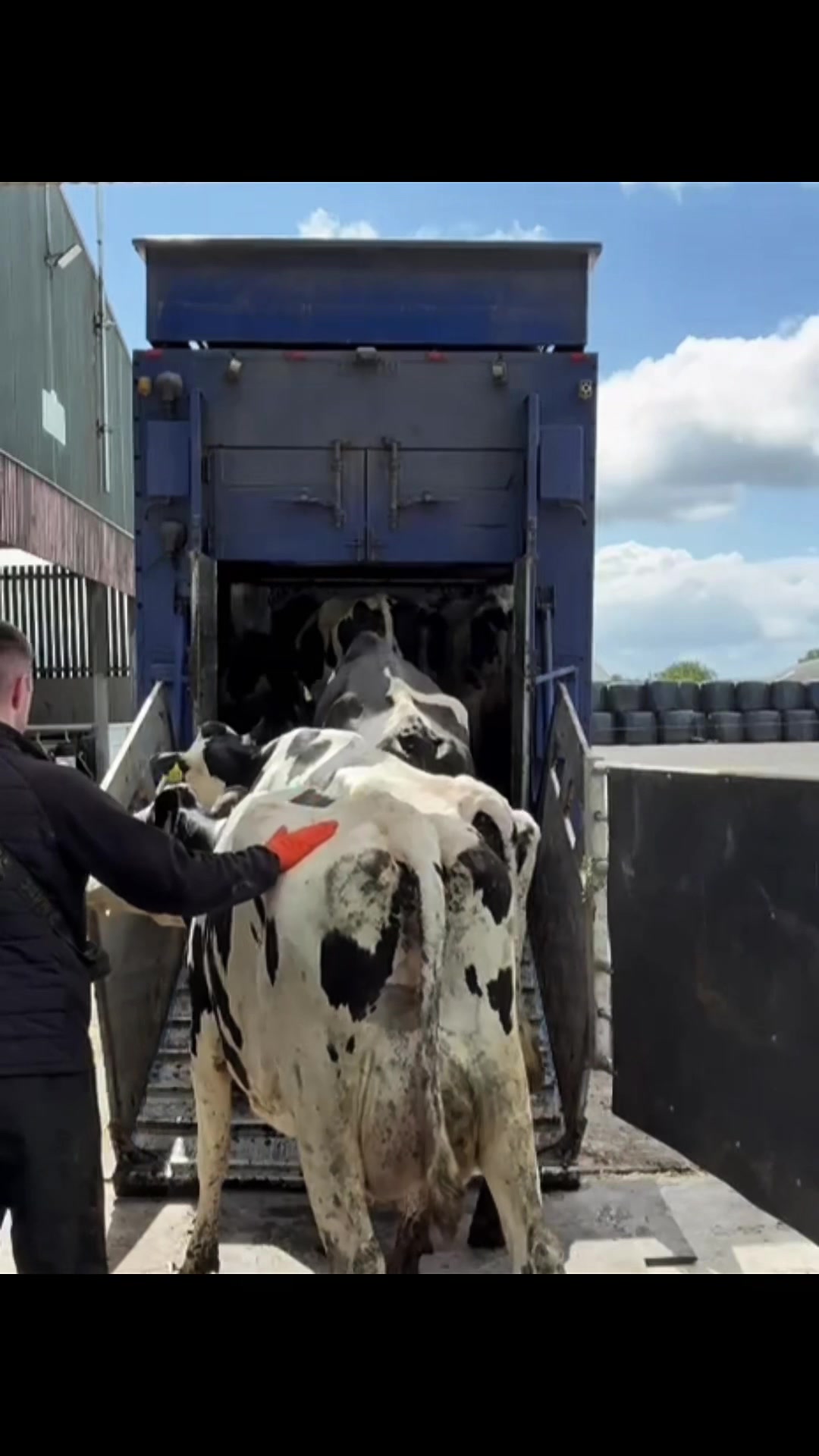 @cows.ie