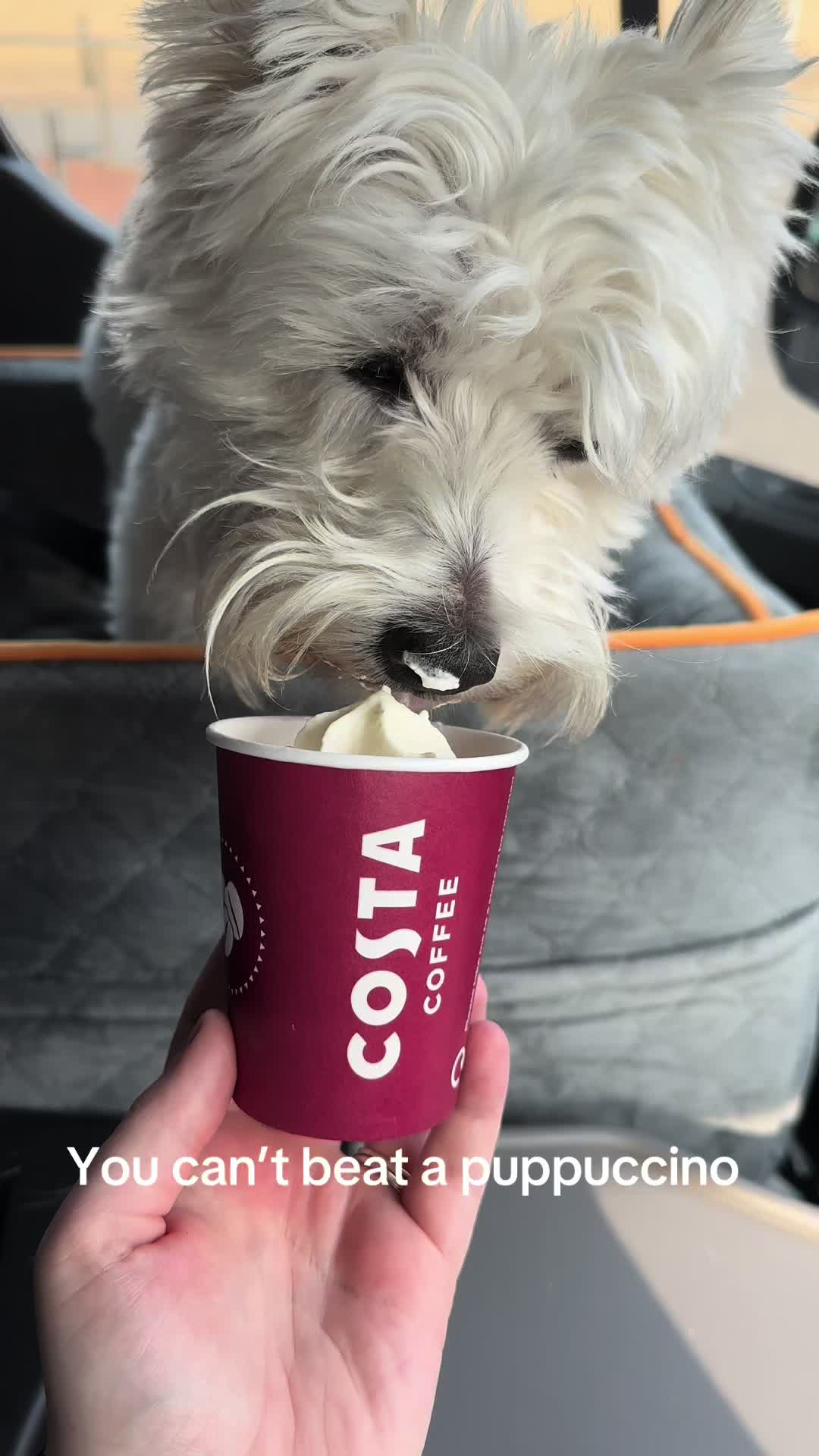 @Luna The Westie