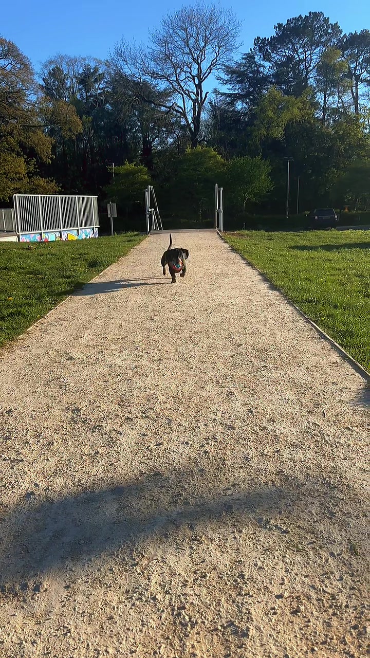 @Emily ][ DachshundDiaries