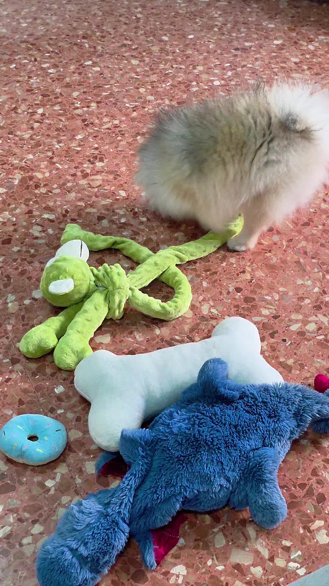 @baloo.the.pom