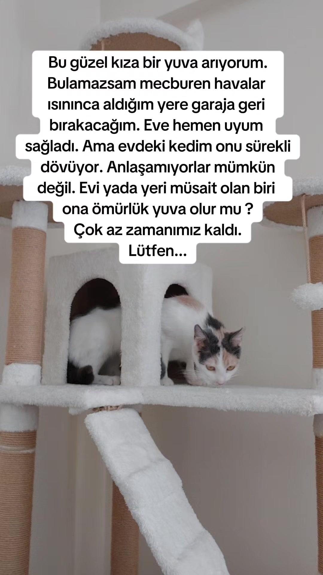 @GülsheN