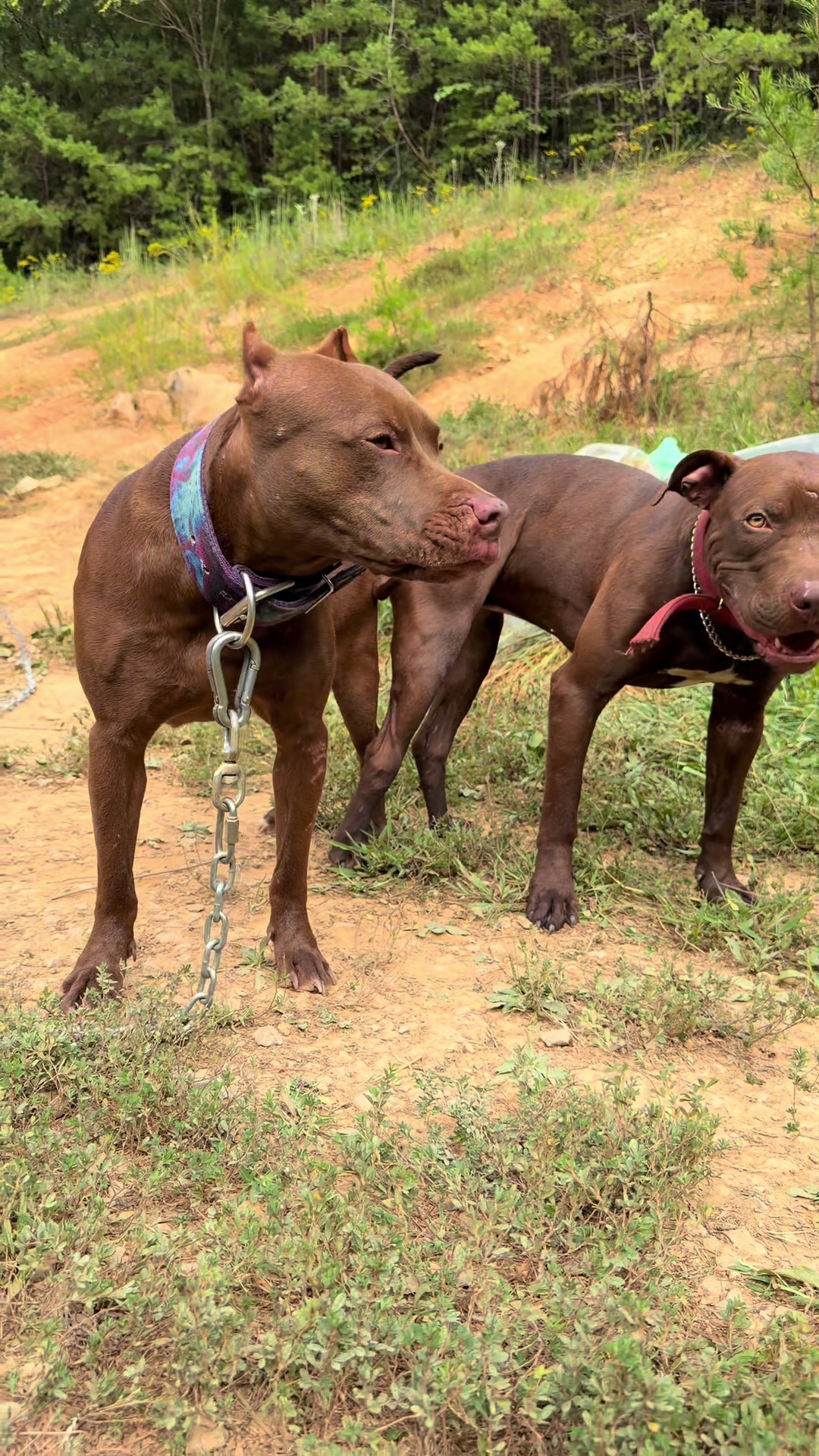 @WorldGoneMadKennels