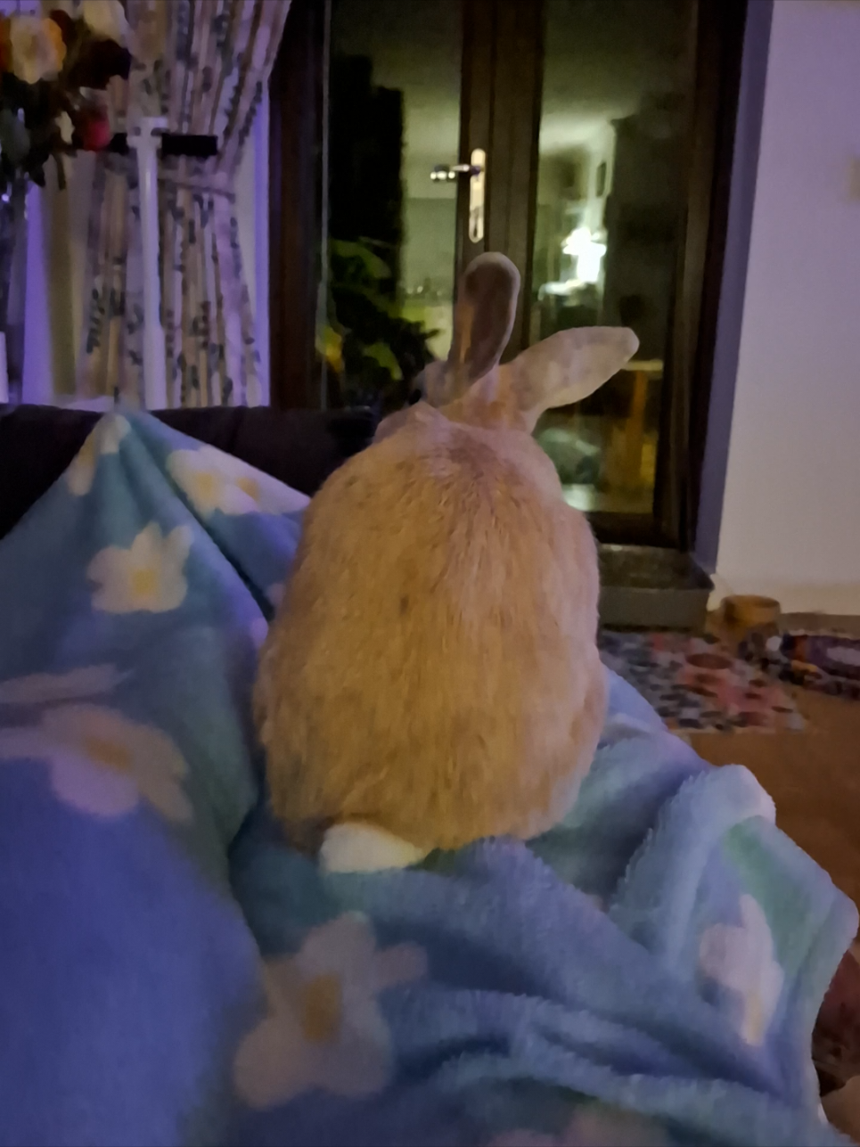 @Bunny Family
