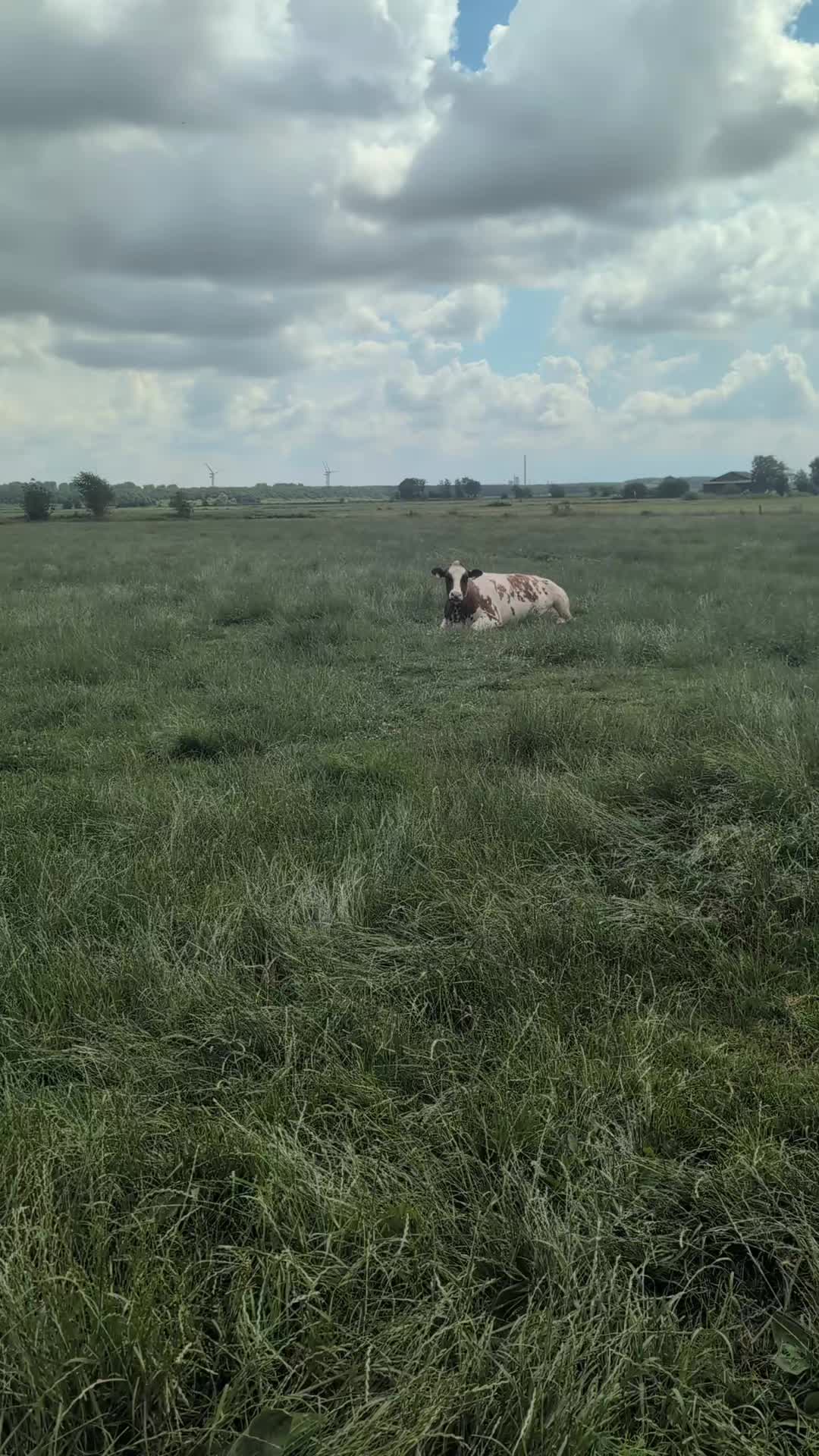 @T&auml;towierte Melkerin