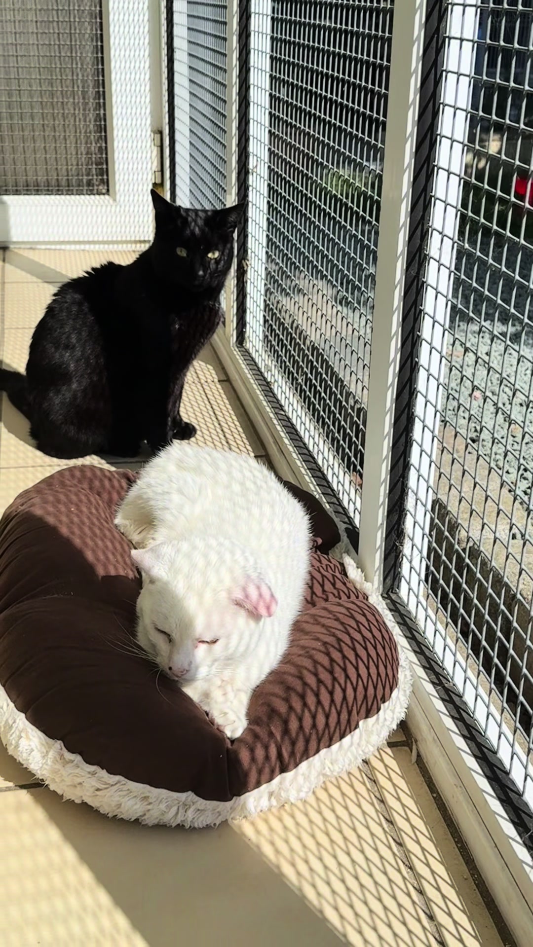 @Herongate Village Cattery