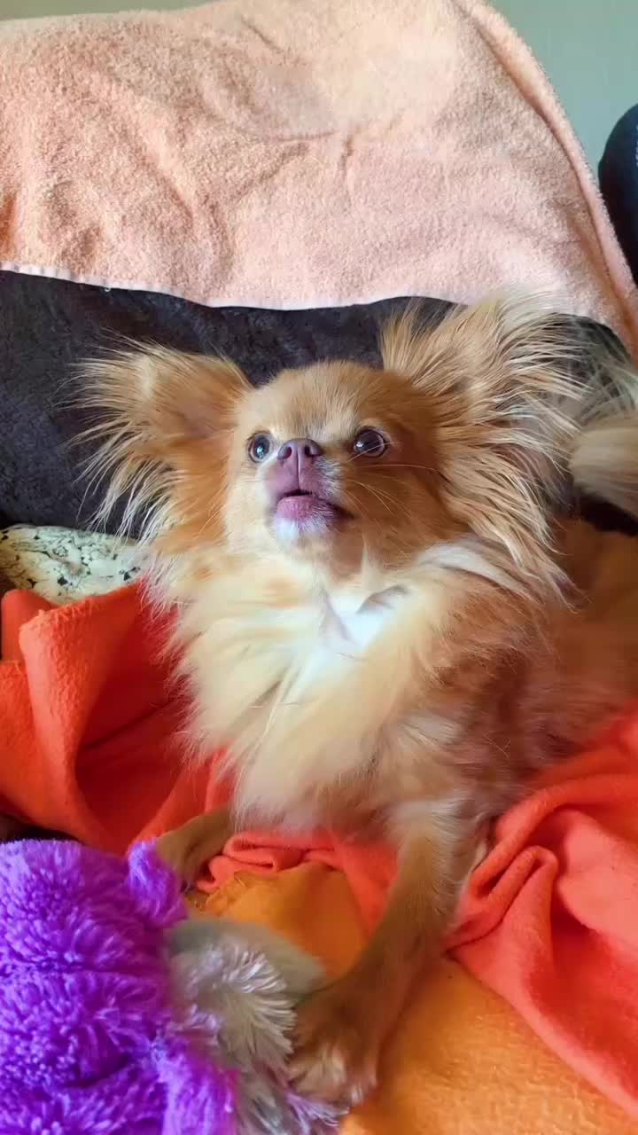 @Lisa💙PhiLLs kleine Nervensäge