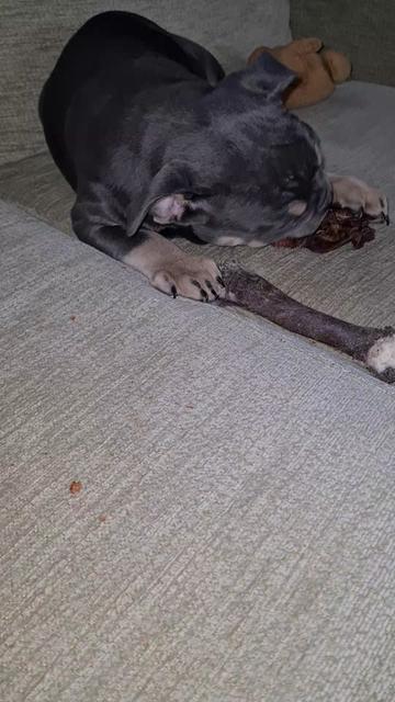 @dontbullymybreed