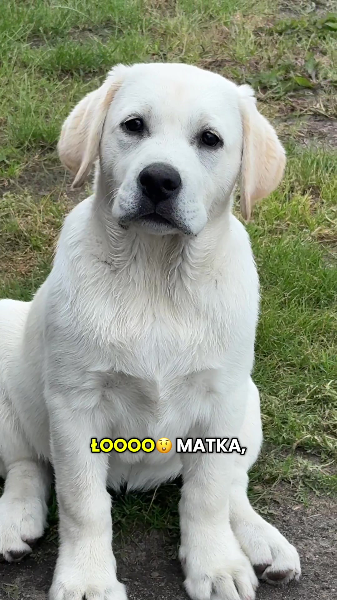 @Moonlife -Labrador Retriever