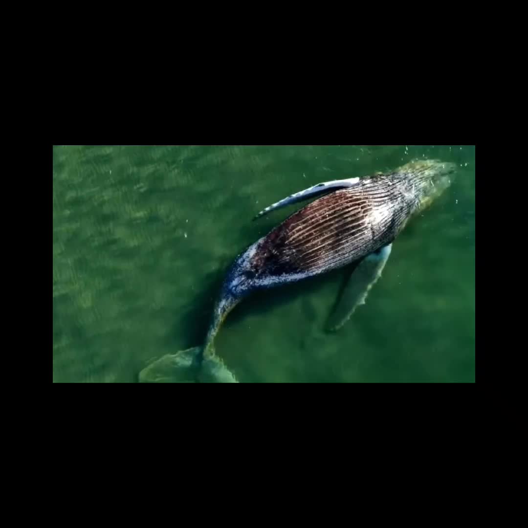 @💚Nadi💚🐋🙏🏼