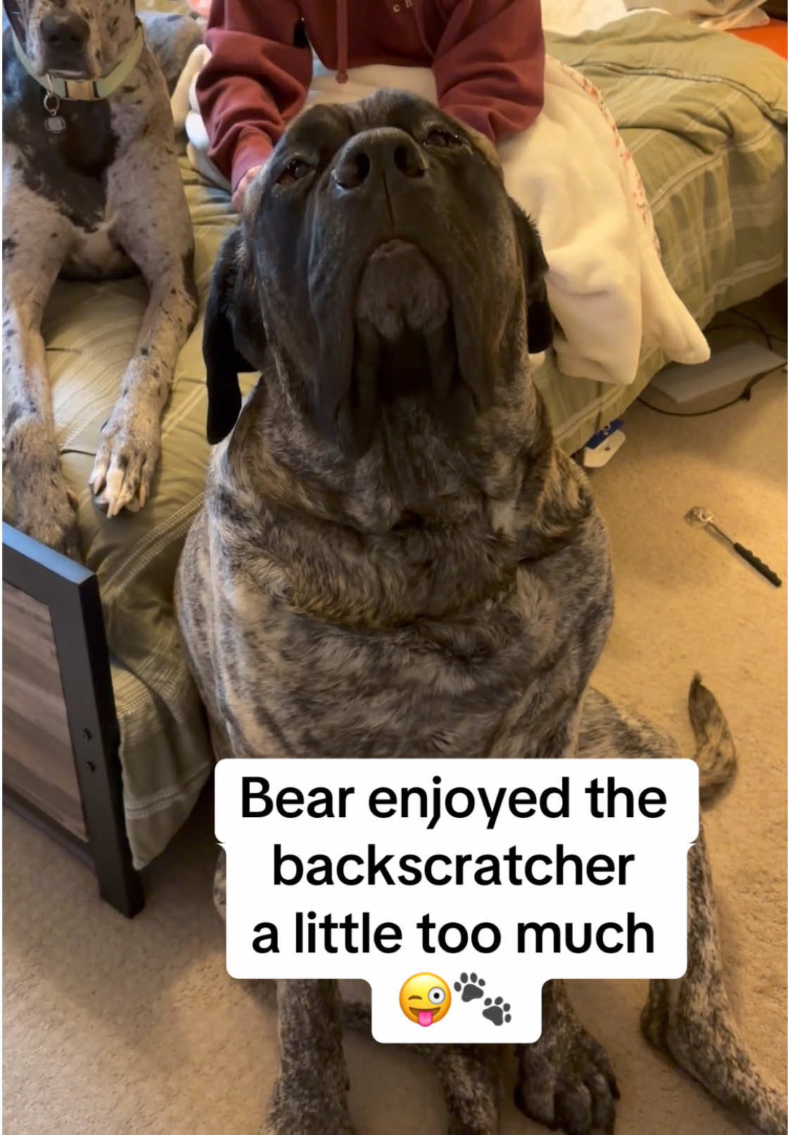 @BrindleBearTheMastiff