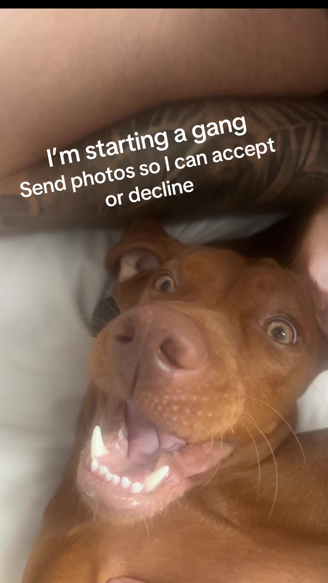 @LittleMissIndie