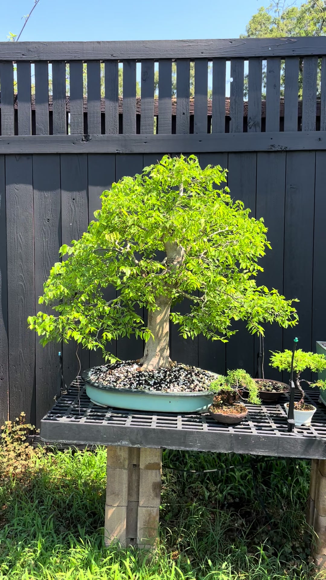 @Jerome_bonsai