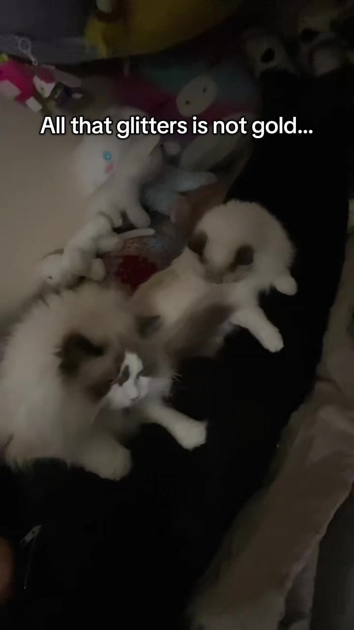@TheFancyCatsWorld