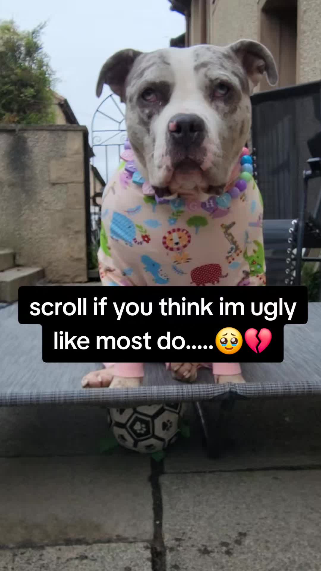 @kirsty+starlight the xl bully