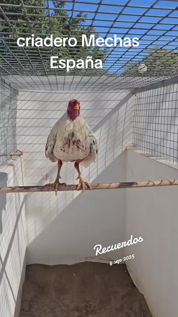 @Juanmecha