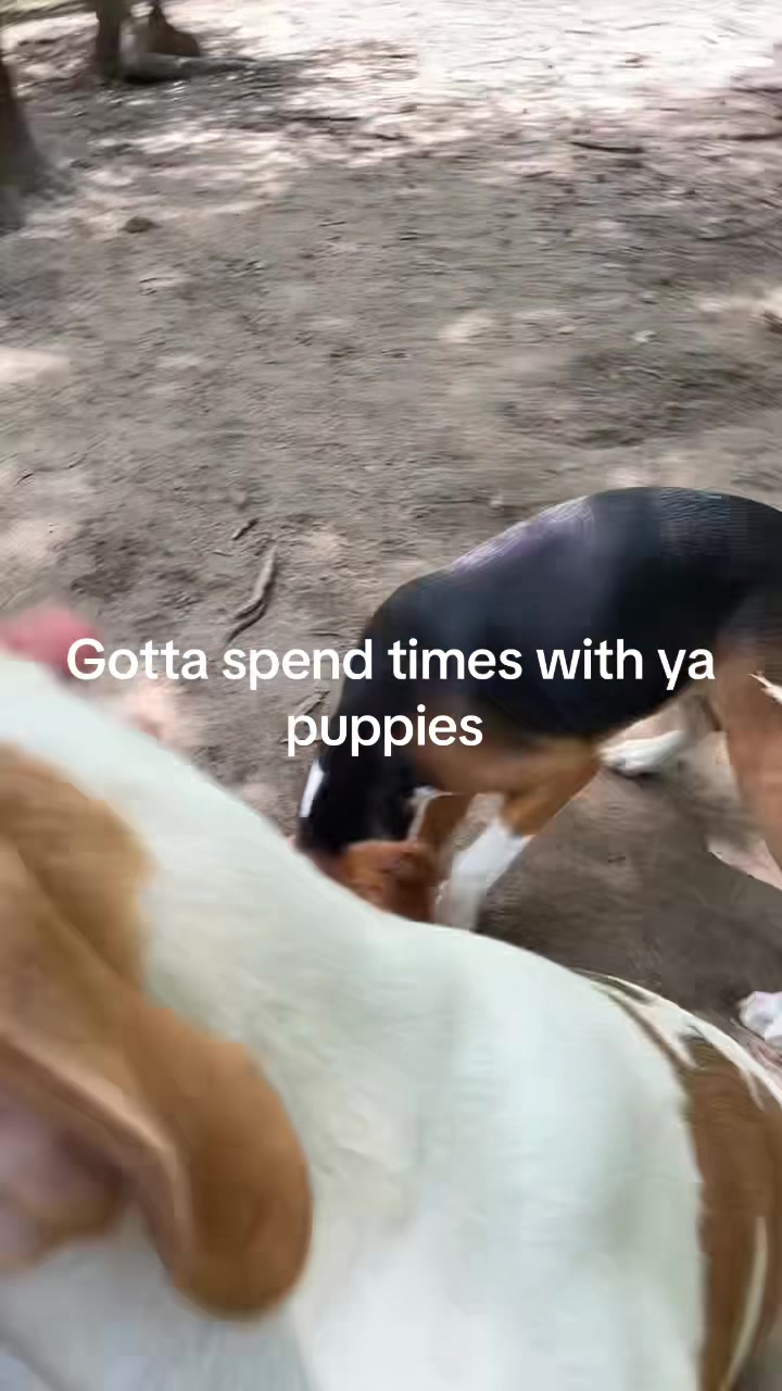 @3DeepKennels