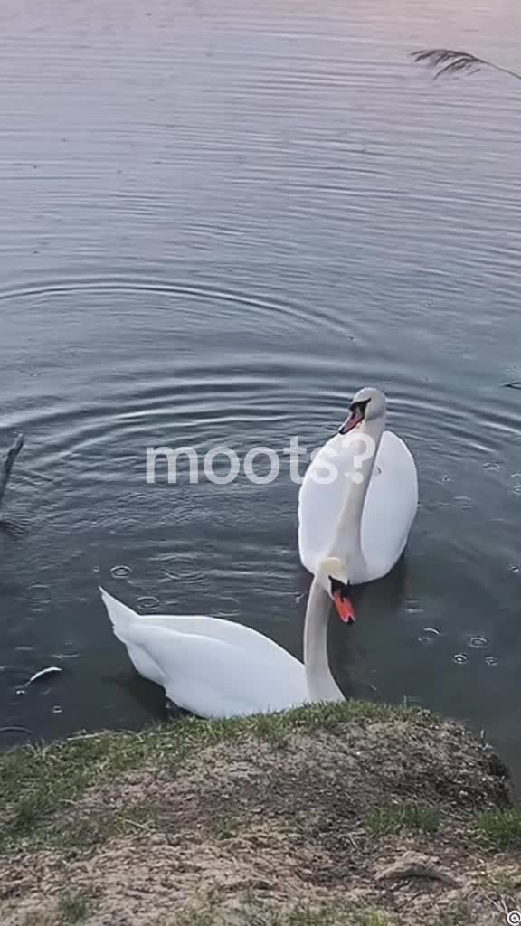 @girlmoots