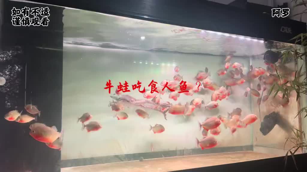 @Monsterfishkeeper
