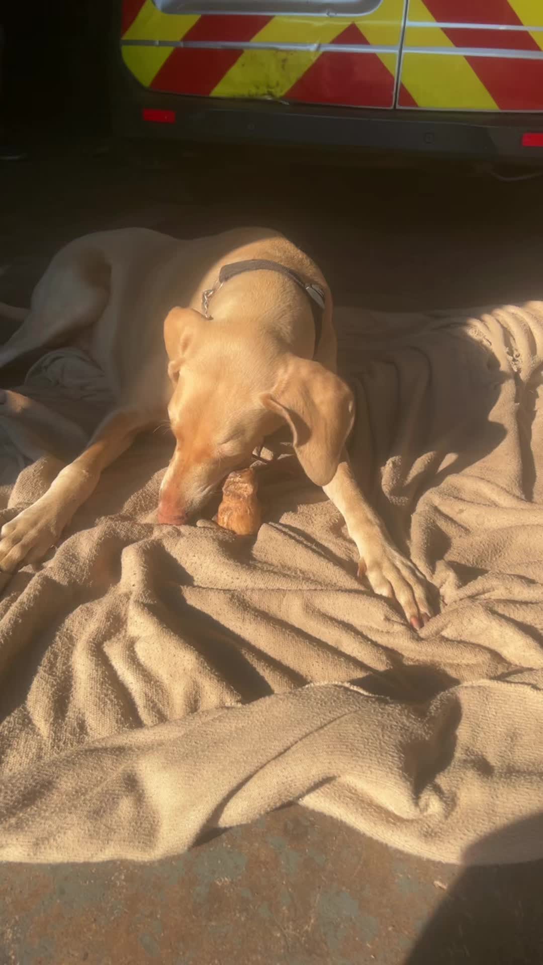 @certidogzuk