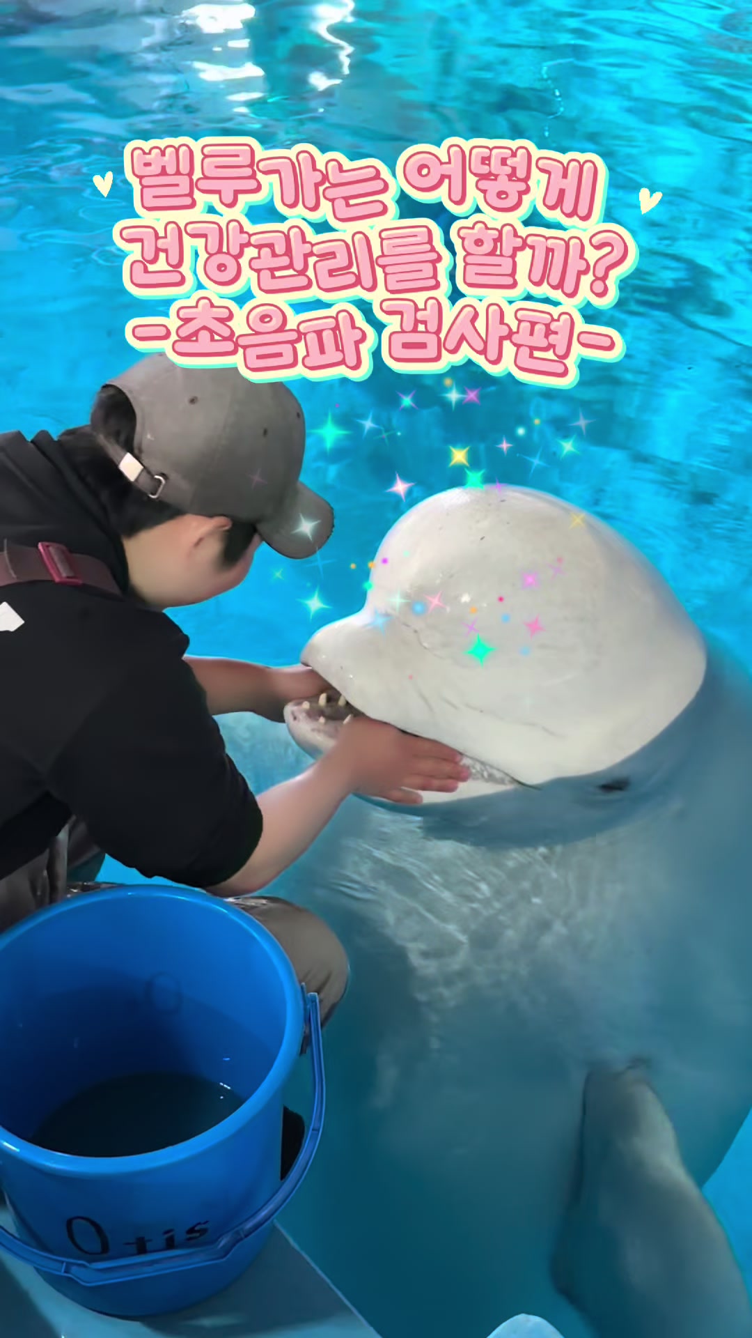@DolphinTok