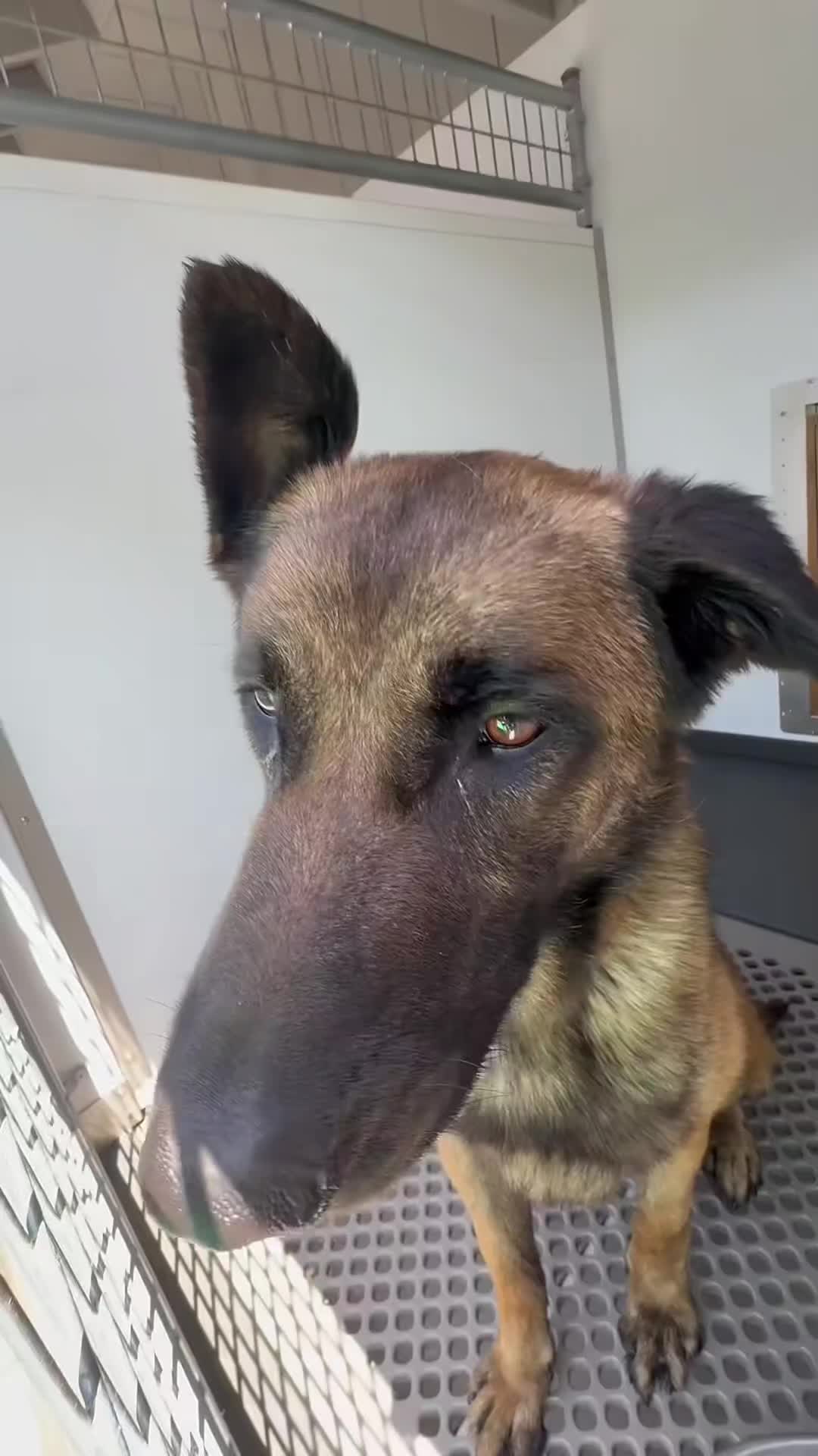 @Cane Corsos