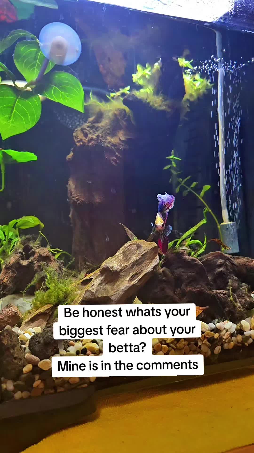 @NebulaTheBetta