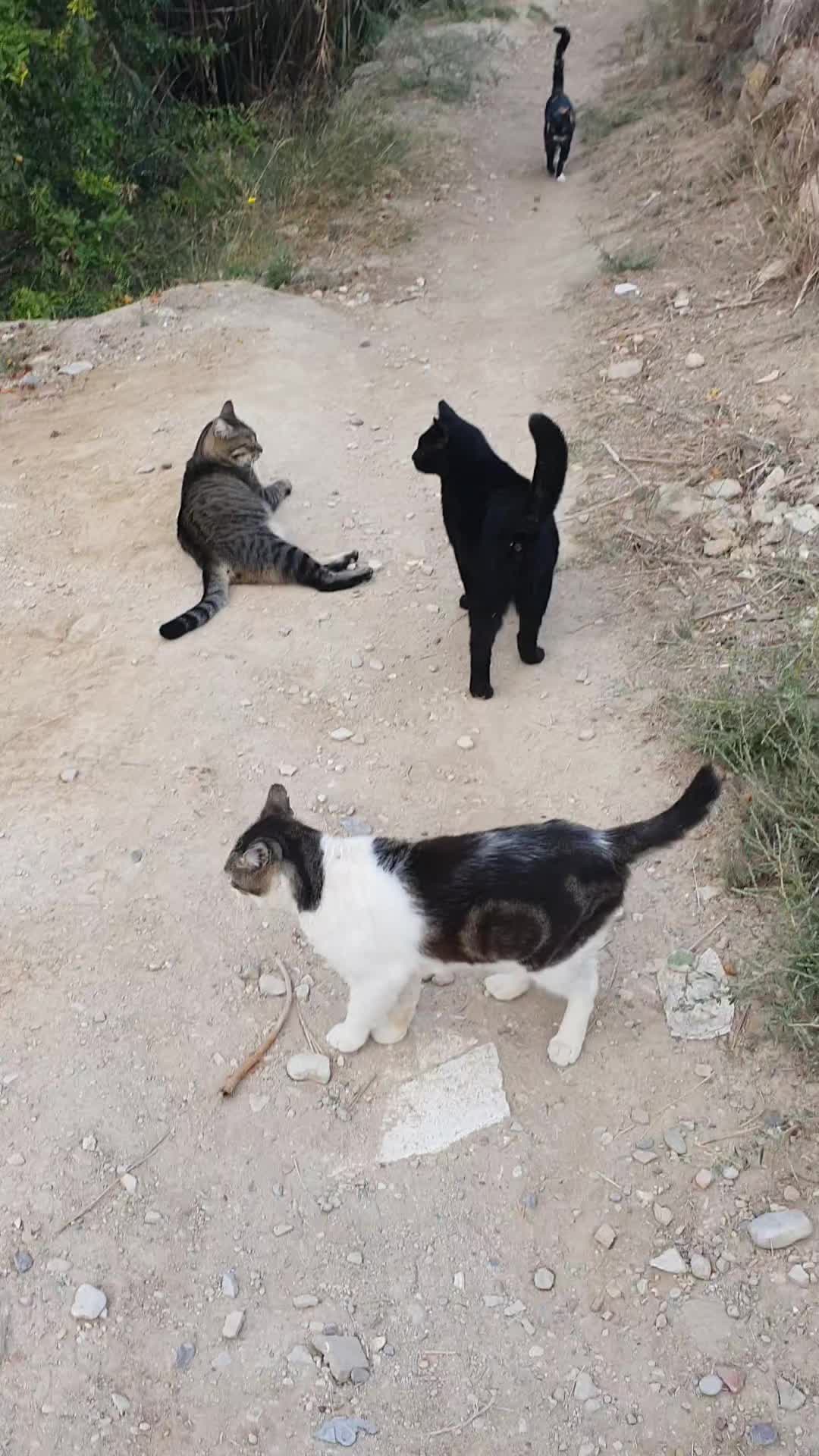 @Susancats