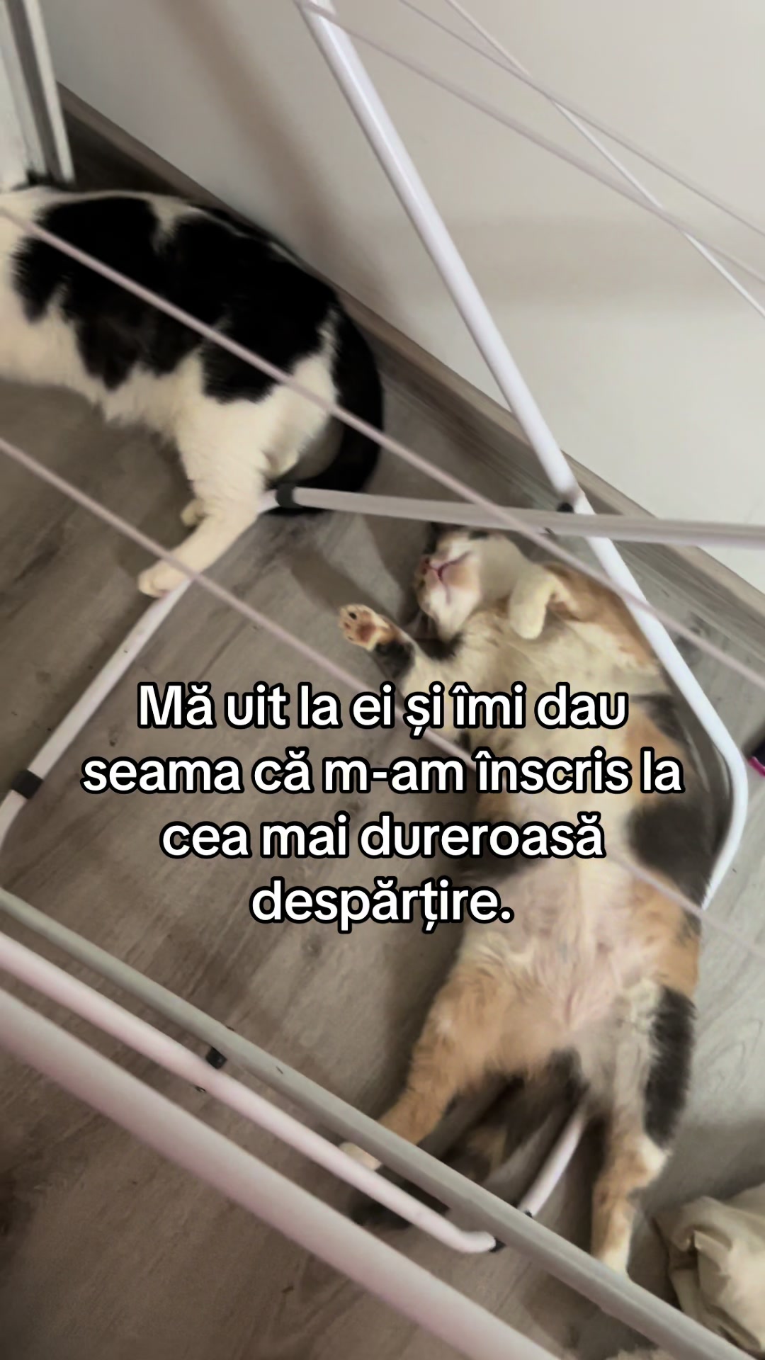 @rosidicu