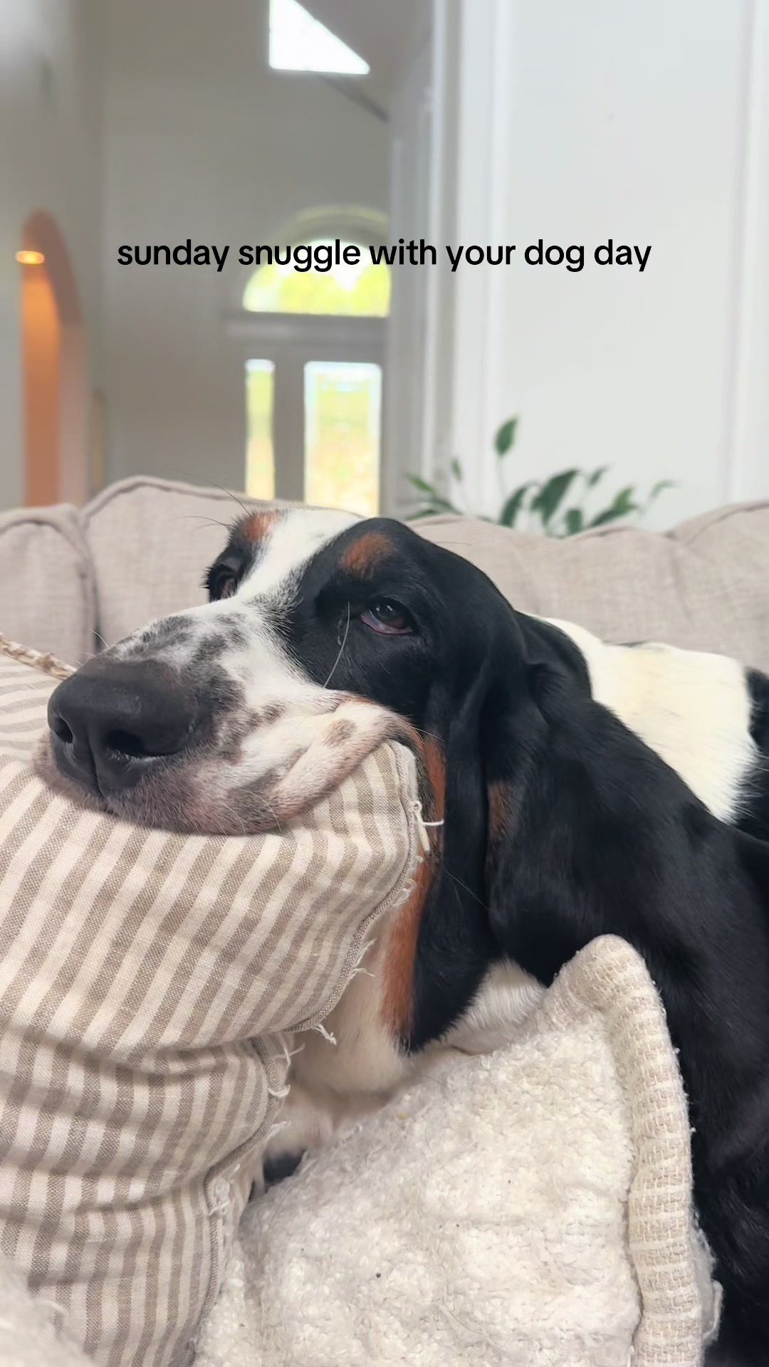 @🐾BillieBasset🐾