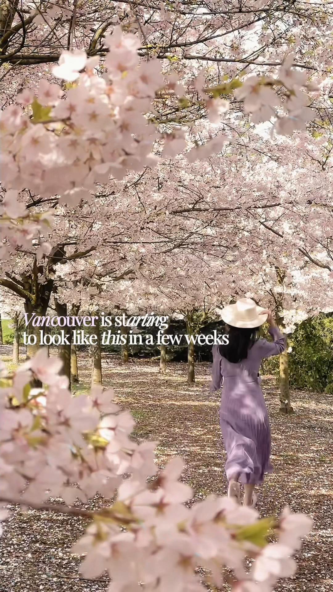 @wisteria_voyage