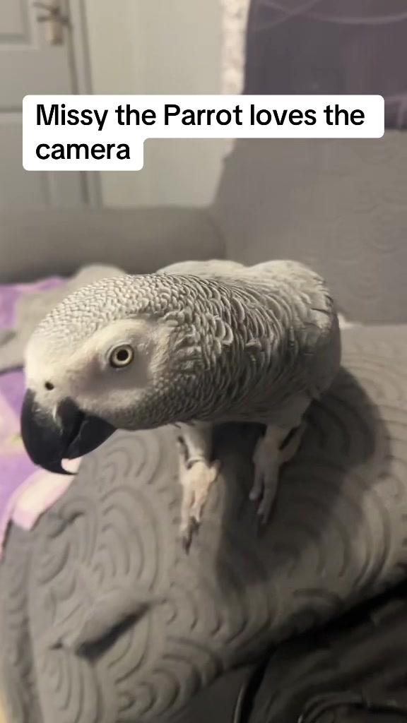 @Norman and Missy the Parrot