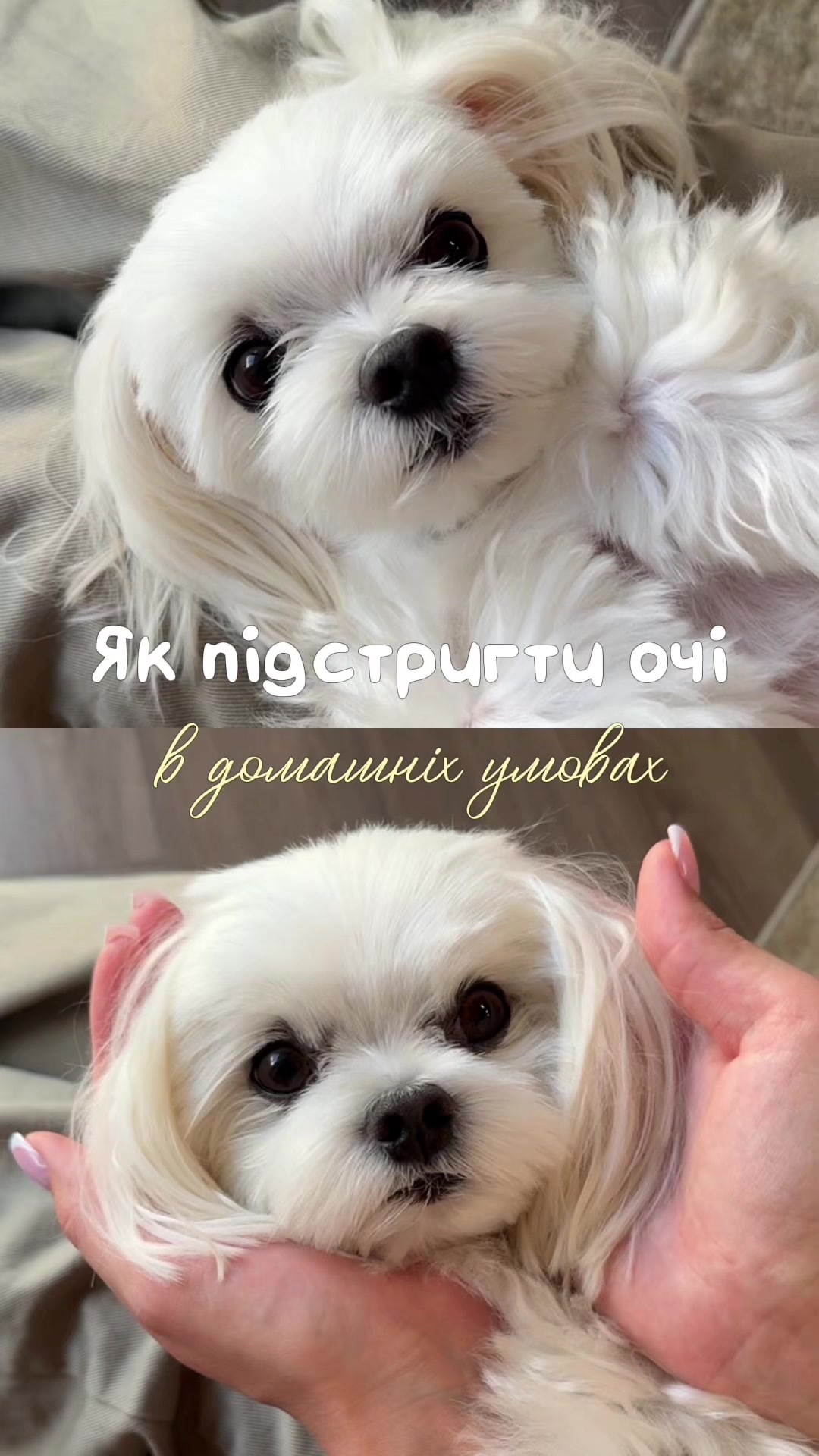 @I'm Eti 🐶🇺🇦